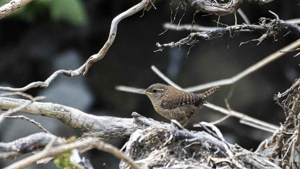 Eurasian Wren
